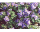 Aquilegia flabellata Cameo Mix