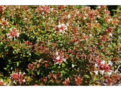 Abelia grandiflora