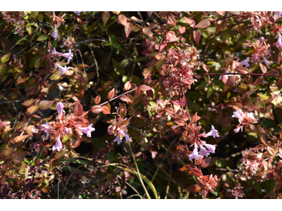 Abelia grandiflora