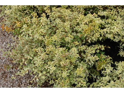 Abelia grandiflora 
