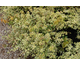 Abelia grandiflora  Confetti ®
