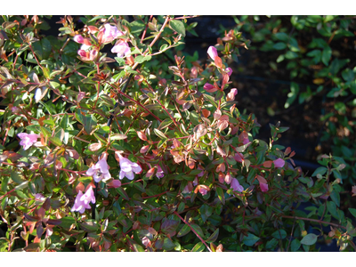 Abelia grandiflora 