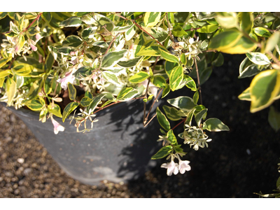 Abelia grandiflora