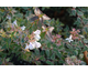 Abelia grandiflora Jelly Beans