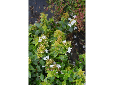 Abelia grandiflora