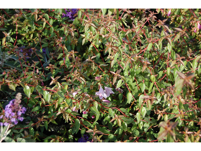 Abelia grandiflora