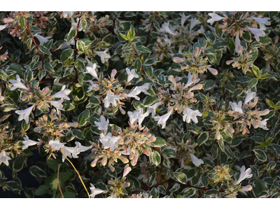 Abelia grandiflora