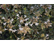 Abelia grandiflora Steredenn