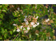 Abelia chinensis Autumn Festival