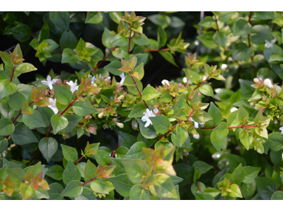 Abelia zanderi