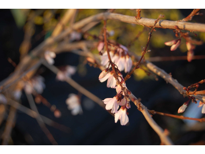 Abeliophyllum distichum
