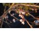 Abeliophyllum distichum Roseum