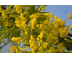 Acacia dealbata (Mimosa)