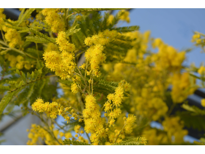 Acacia dealbata