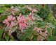 Acer conspicuum Silver Cardinal