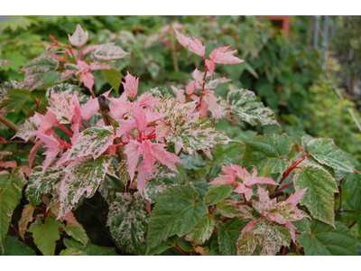 Acer conspicuum
