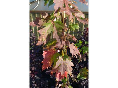 Acer freemanii