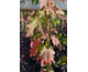 Acer freemanii Autumn Blaze ®