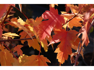 Acer freemanii