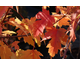 Acer freemanii Autumn Celebration