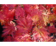 Acer japonicum var. aconitifolium 