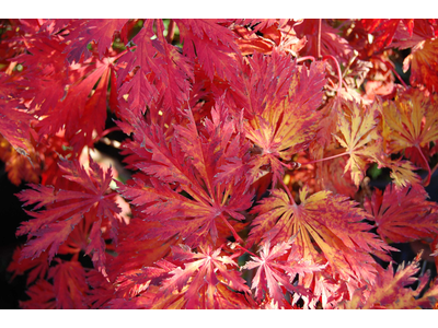 Acer japonicum var. aconitifolium