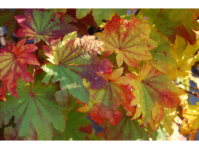 Acer japonicum