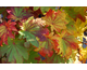 Acer japonicum Vitifolium
