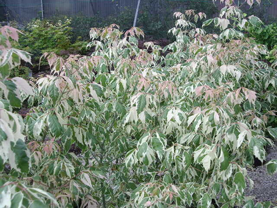 Acer negundo