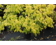 Acer negundo Kelly's Gold