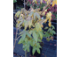 Acer oliverianum 