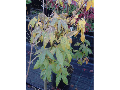 Acer oliverianum