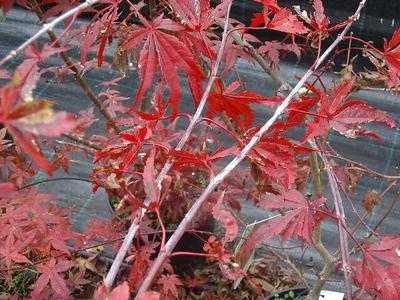 Acer palmatum