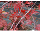 Acer palmatum Autumn Red