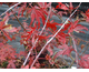 Acer palmatum