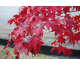 Acer palmatum Bloodgood