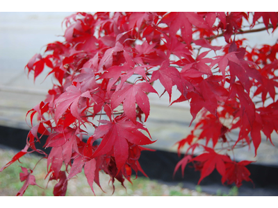 Acer palmatum