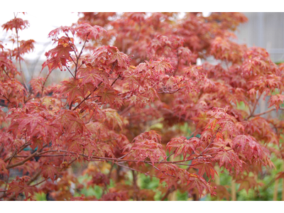 Acer palmatum