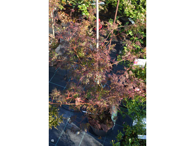 Acer palmatum var. dissectum