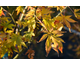 Acer palmatum Fior d'Arancio