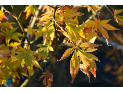 Acer palmatum