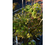 Acer palmatum Going Green
