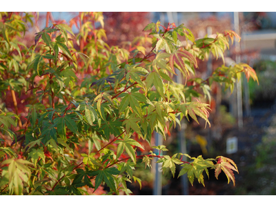 Acer palmatum