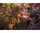 Acer palmatum Kitoseyama