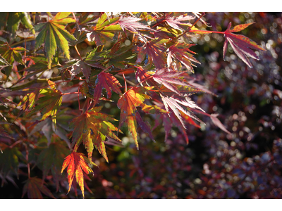 Acer palmatum