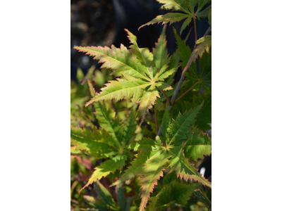 Acer palmatum