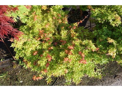 Acer palmatum