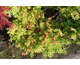 Acer palmatum Little Princess