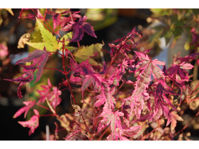 Acer palmatum
