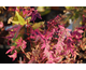 Acer palmatum Marlo